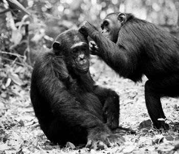 Chimps in Tanzania