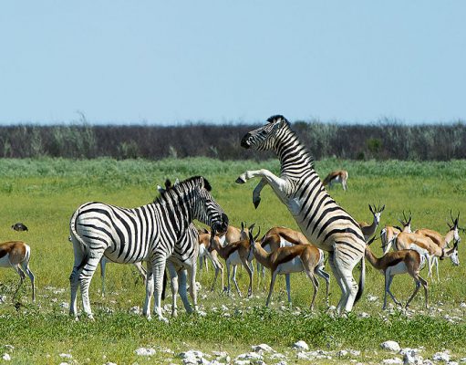 Diverse Namibia Safari