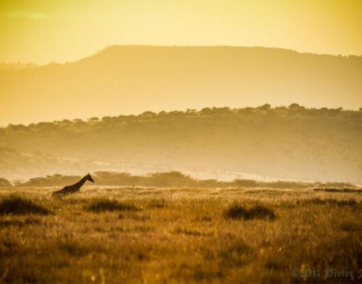 Lewa Safari Camp