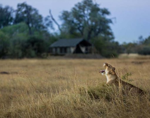 Machaba Camp gallery