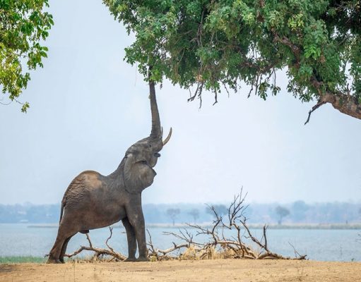 Tembo Plains Camp safari camps