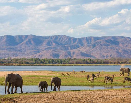 Tembo Plains Camp safari camps