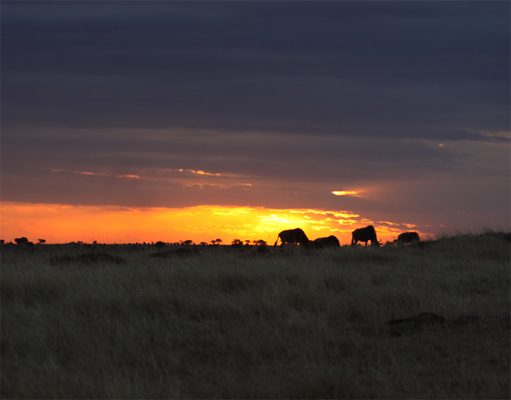 Mara Expeditions gallery