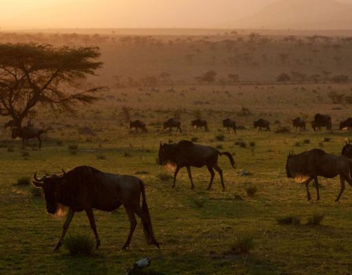 Northern Tanzania Safaris gallery