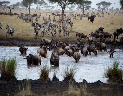 Singita Mara River gallery