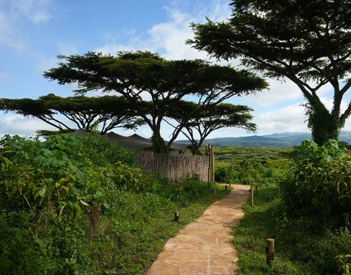 Ngorongoro Conservation Area Tanzania Crater's Edge